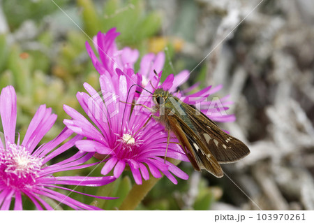 マツバギクの花に吸蜜するイチモンジセセリ マツバギクの花に吸蜜するイチモンジセセリ 103970261