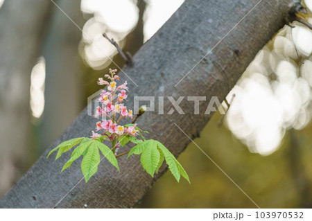 ベニバナトチノキの花 ベニバナトチノキの花 103970532