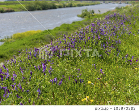 春の花が咲く川沿いの風景 春の花が咲く川沿いの風景 103970585