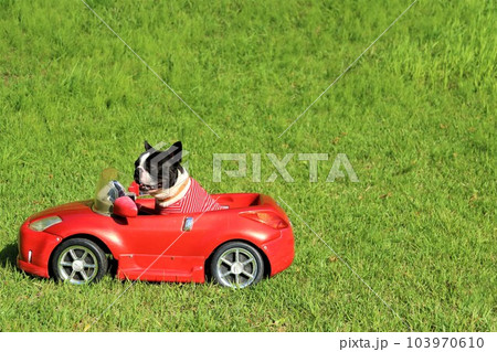 赤いスポーツカーに乗って笑顔で喜ぶボーダーシャツを着たボストンテリアのマイティ君♡ 赤いスポーツカーに乗って笑顔で喜ぶボーダーシャツを着たボストンテリアのマイティ君♡ 103970610