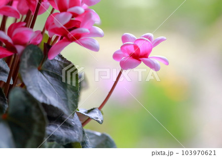 贈り物に最適な色鮮やかな花　シクラメン 103970621