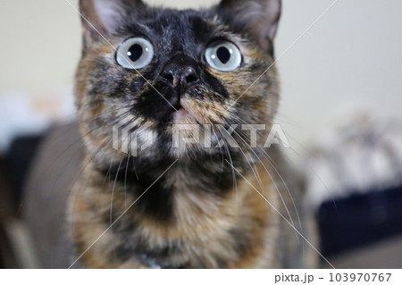 見上げる猫ちゃん 見上げる猫ちゃん 103970767