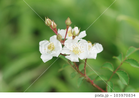 ノイバラの花 ノイバラの花 103970834