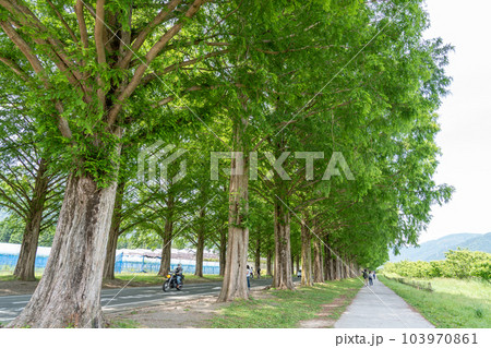 滋賀県高島市　初夏の新緑が美しいマキノ町のメタセコイア並木道 103970861