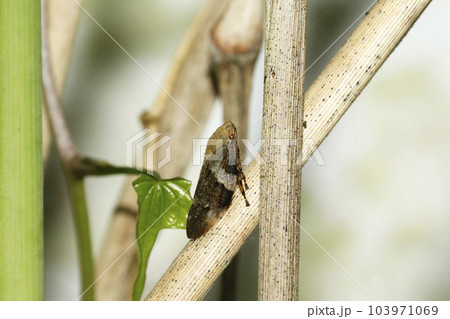 シロオビアワフキ 103971069