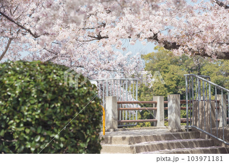 万代池公園の桜 万代池公園の桜 103971181