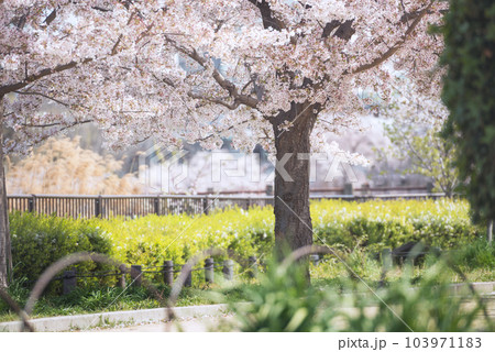 万代池公園の桜 103971183