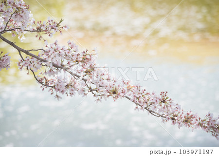 万代池公園の桜 万代池公園の桜 103971197