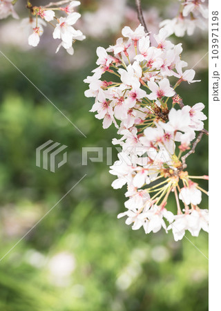 万代池公園の桜 103971198