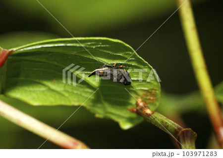 テングアワフキ 103971283