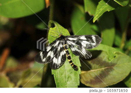 トンボエダシャクガ 103971650