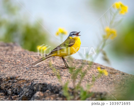 The yellow wagtail singing on the stone wall. Close-up The yellow wagtail singing on the stone wall. Close-up 103971695
