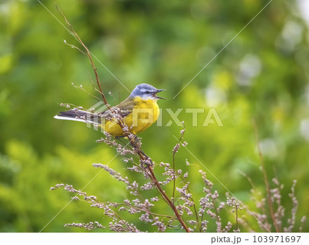 The yellow wagtail singing on a branch. Close-up 103971697