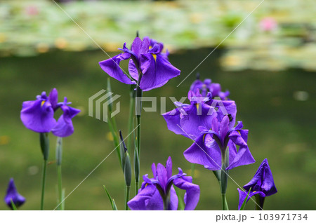 京都市平安神宮 神苑の色鮮やかな花菖蒲 103971734