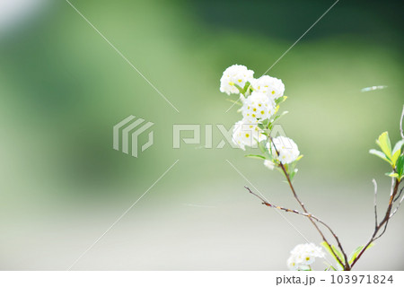 春の草花 オールドレンズ 春の草花 オールドレンズ 103971824