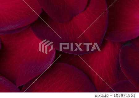 beautiful Red petals rose background beautiful Red petals rose background 103971953