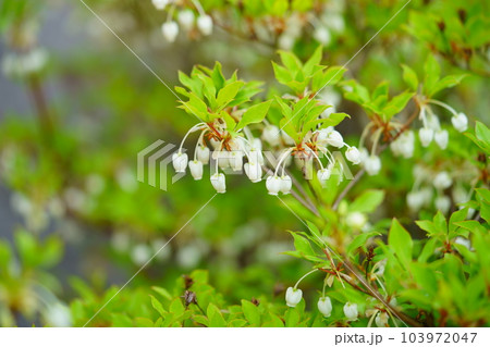 春の庭のドウダンツツジの花 春の庭のドウダンツツジの花 103972047