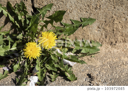 Dandelion blooming on outdoor concrete stairs Dandelion blooming on outdoor concrete stairs 103972085