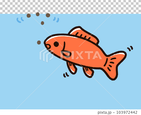 Goldfish eating food Wakin 103972442
