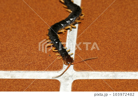 廊下を這うムカデの仲間 103972482