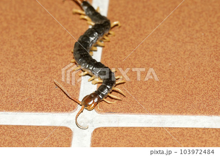 廊下を這うムカデの仲間 103972484