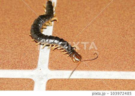 廊下を這うムカデの仲間 廊下を這うムカデの仲間 103972485
