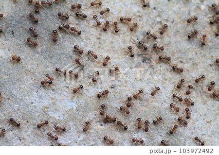 行列を作って大移動するアリの集団 行列を作って大移動するアリの集団 103972492
