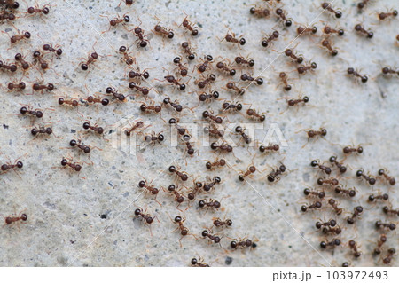 行列を作って大移動するアリの集団 103972493