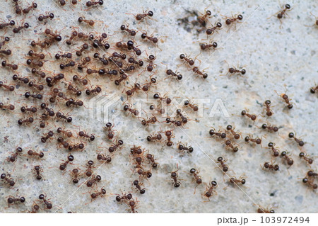 行列を作って大移動するアリの集団 行列を作って大移動するアリの集団 103972494