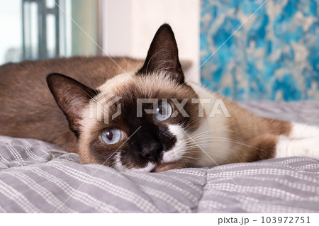 Gray cat with blue eyes lying on the bed Gray cat with blue eyes lying on the bed 103972751