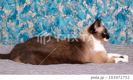 Gray cat with blue eyes lying on the bed Gray cat with blue eyes lying on the bed 103972752