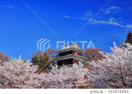 上田城の桜 103972883