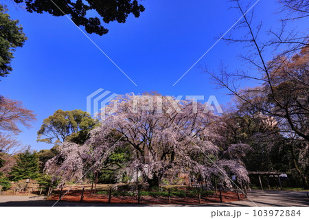 六義園しだれ桜 103972884