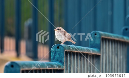 View of a sparrow on a fence View of a sparrow on a fence 103973013