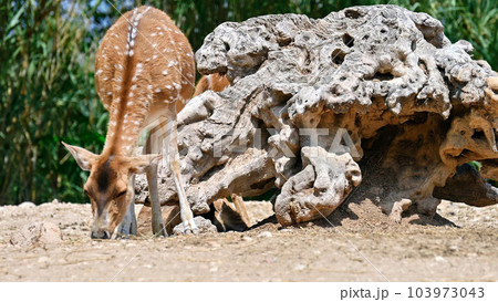 View of a spotted deer in zoo 103973043