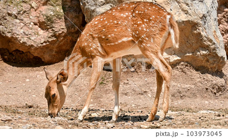 View of a spotted deer in zoo 103973045