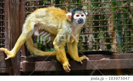 A black-capped squirrel monkey in a cage in zoo A black-capped squirrel monkey in a cage in zoo 103973047