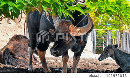 Bison in a zoo Bison in a zoo 103973058