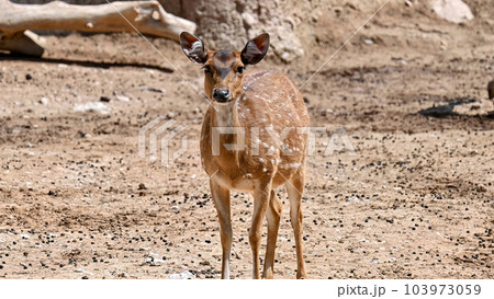 View of a spotted deer in zoo 103973059