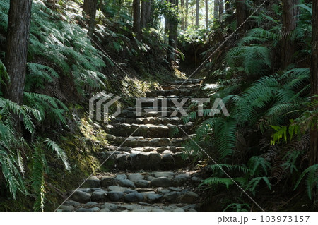 熊野古道 103973157