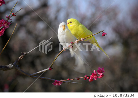 仲良しのインコ 仲良しのインコ 103973234