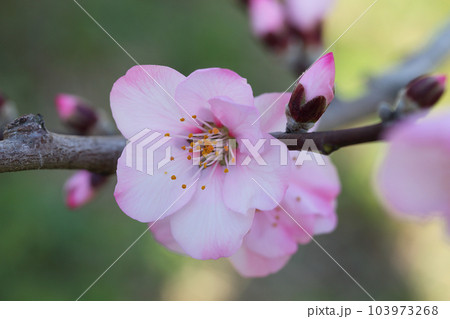 アーモンドの花と蕾 アーモンドの花と蕾 103973268