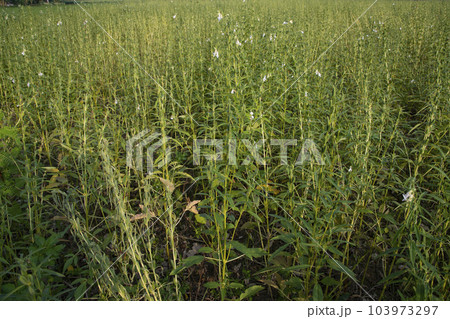 Natural Landscape view of Sesame planted in the countryside field of Bangladesh Natural Landscape view of Sesame planted in the countryside field of Bangladesh 103973297