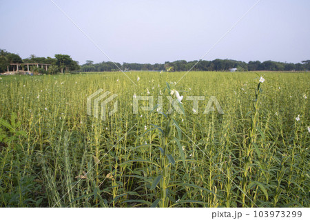 Natural Landscape view of Sesame planted in the countryside field of Bangladesh Natural Landscape view of Sesame planted in the countryside field of Bangladesh 103973299
