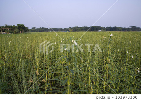 Natural Landscape view of  Sesame  planted in the countryside  field  of Bangladesh  103973300