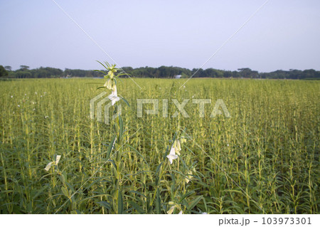 Natural Landscape view of  Sesame  planted in the countryside  field  of Bangladesh  103973301