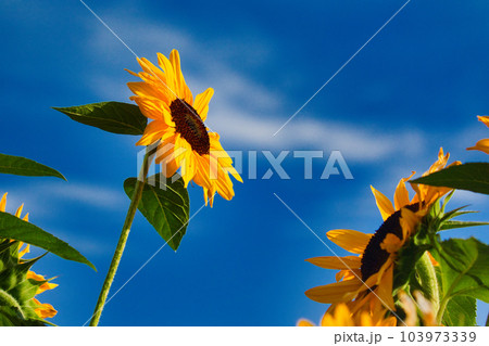 青空とひまわり 103973339
