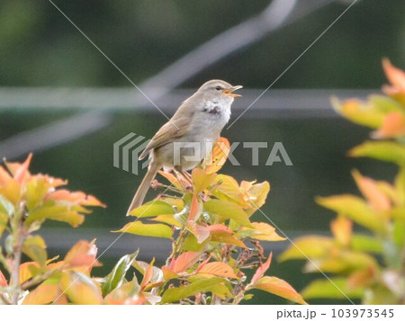 ウグイス 103973545