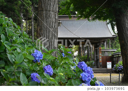千葉県香取郡多古町 日本寺の紫陽花と山門 103973691