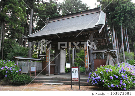 千葉県香取郡多古町 日本寺の紫陽花と山門 103973693